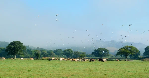 Möwenschwarm fliegt über Kühe — Stockfoto