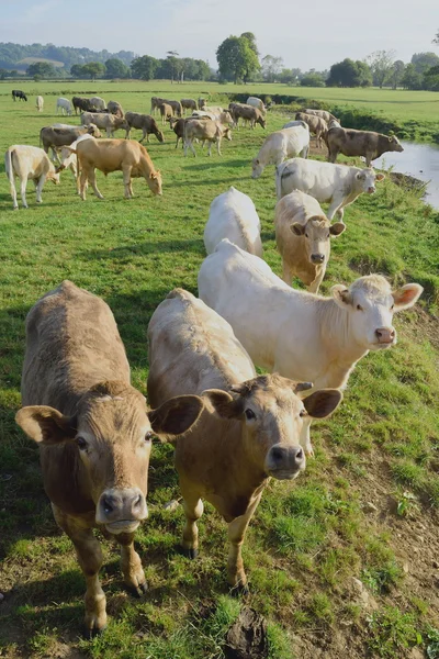Kühe auf einem Bauernhof rund um den Fluss Axt — Stockfoto
