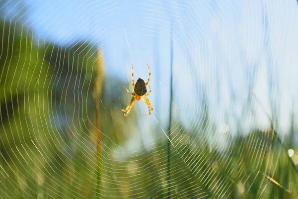 Zahradní spider Web — Stock fotografie