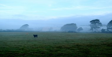 Bir tarım arazisi üzerinde otlatma sığır