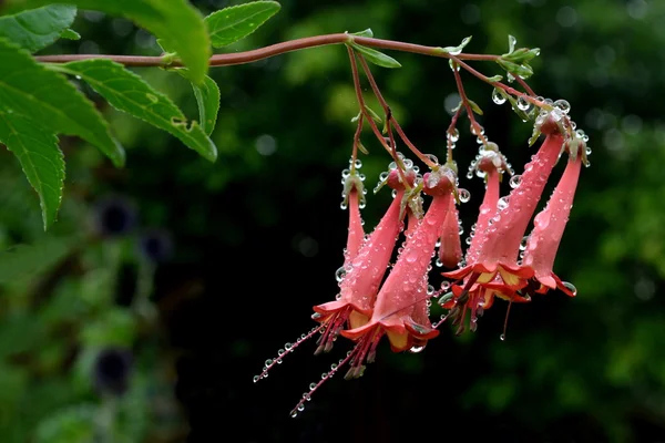 Rosafarbener Rhododendron — Stockfoto
