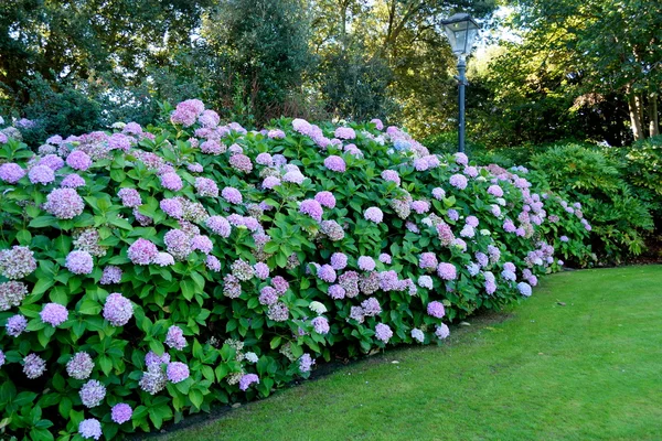 Prachtige tuin grens — Stockfoto