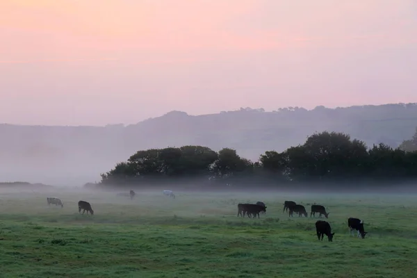 多雾的早晨 德文郡阿克西谷地的农场 — 图库照片