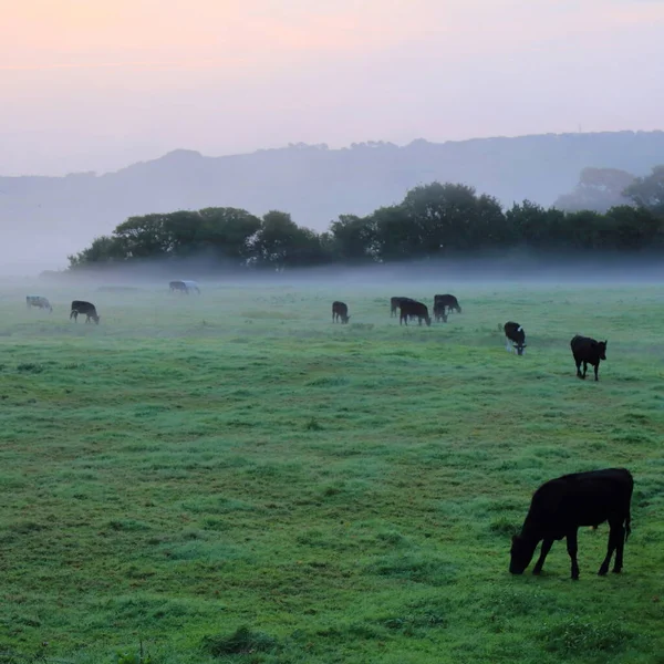 Ackerland Axe Valley Devon Nebligen Morgen — Stockfoto