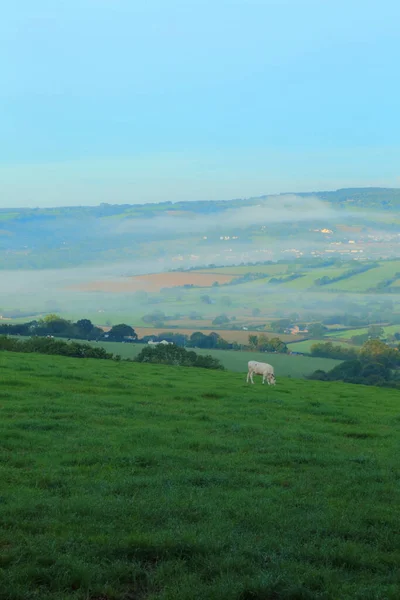 Ackerland Axe Valley Devon Nebligen Morgen — Stockfoto