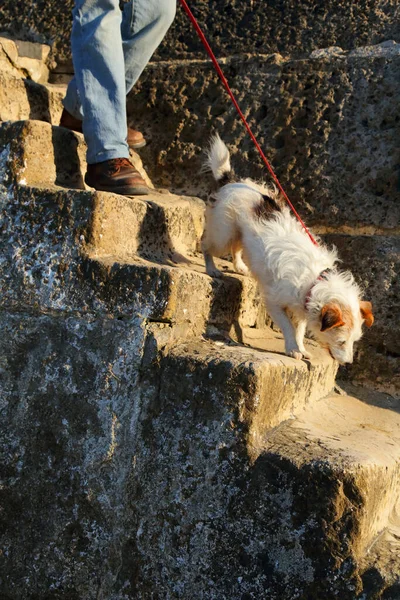 Man Walking Dog Stone Stairs Lyme Regis Dorset — Stock Photo, Image