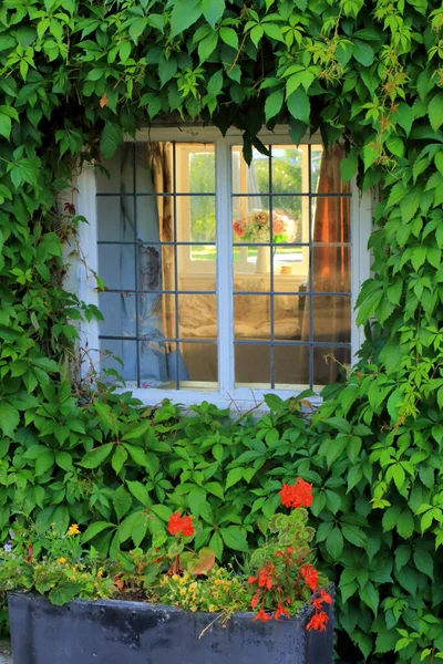 Ventana Rodeada Hiedra — Foto de Stock