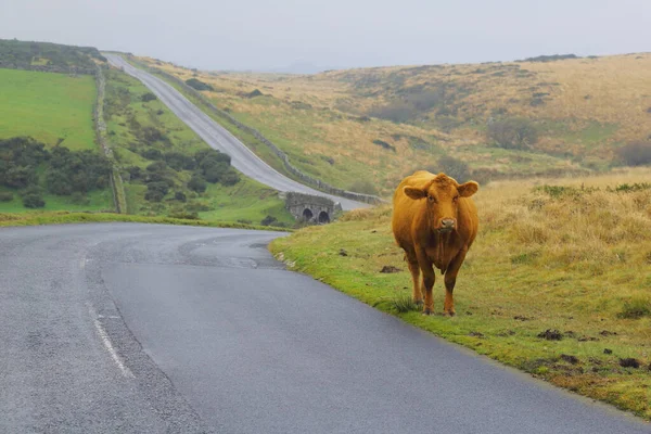 Vaca Estrada Dartmoor Devon — Fotografia de Stock