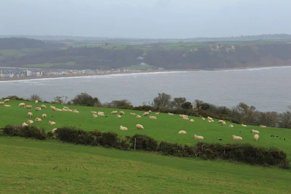 Πρόβατα Βόσκησης Στη Γεωργική Κοντά Στην Πόλη Seaton Devon — Φωτογραφία Αρχείου