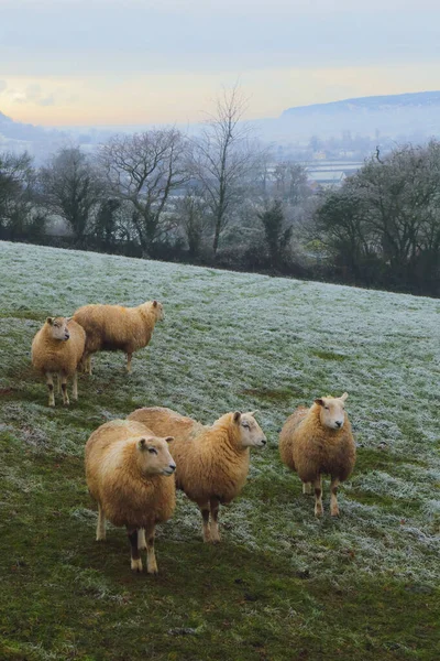 Schafe Frostigen Morgen Auf Der Weide lizenzfreie Stockbilder