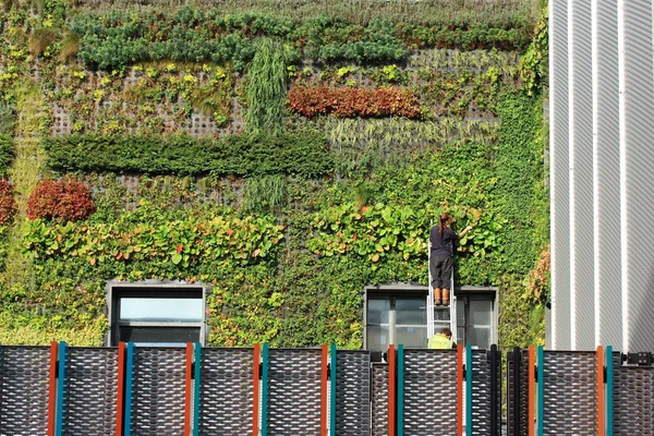 Vertical garden — Stock Photo, Image