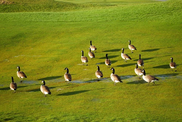 Καναδάς Geese — Φωτογραφία Αρχείου