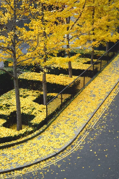 Herbst — Stockfoto