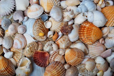 Deniz kabukları