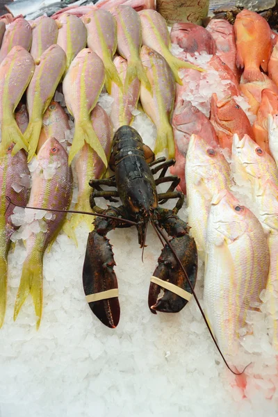 Lobster — Stock Photo, Image