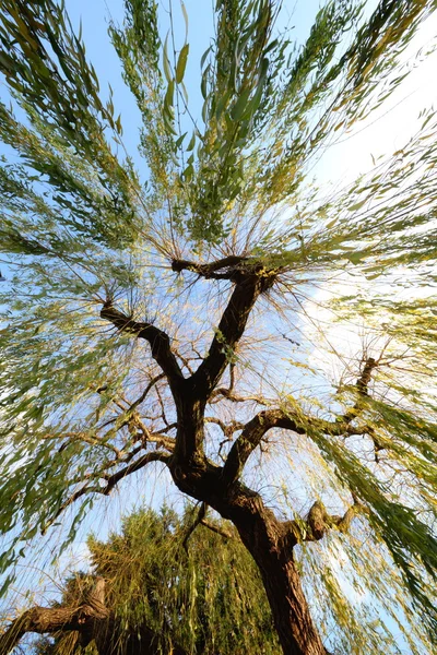 Árbol de sauce —  Fotos de Stock