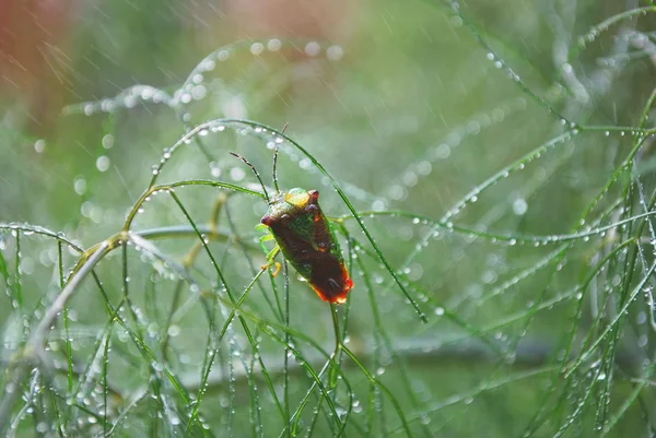 Shield bug — Stock Photo, Image