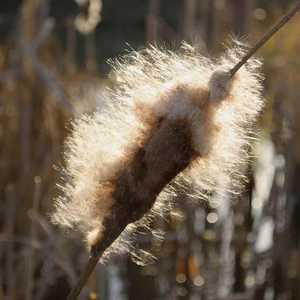 Cattail. — Fotografia de Stock