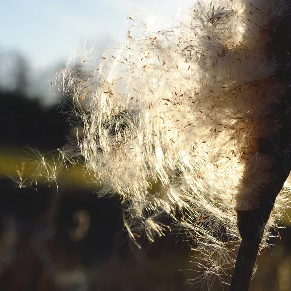 Cattail — Stock Photo, Image