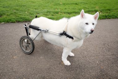 Köpek tekerlekli sandalye ile