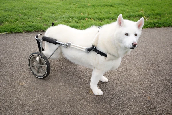 Köpek tekerlekli sandalye ile