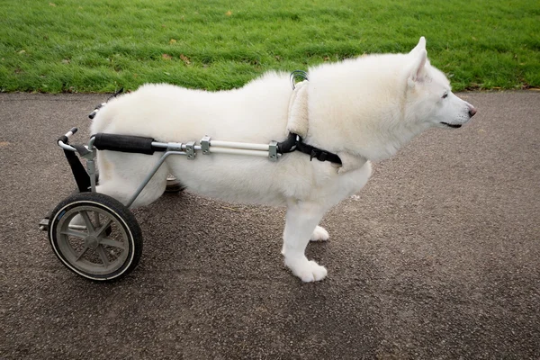 Yaralı köpek tekerlekli sandalye ile