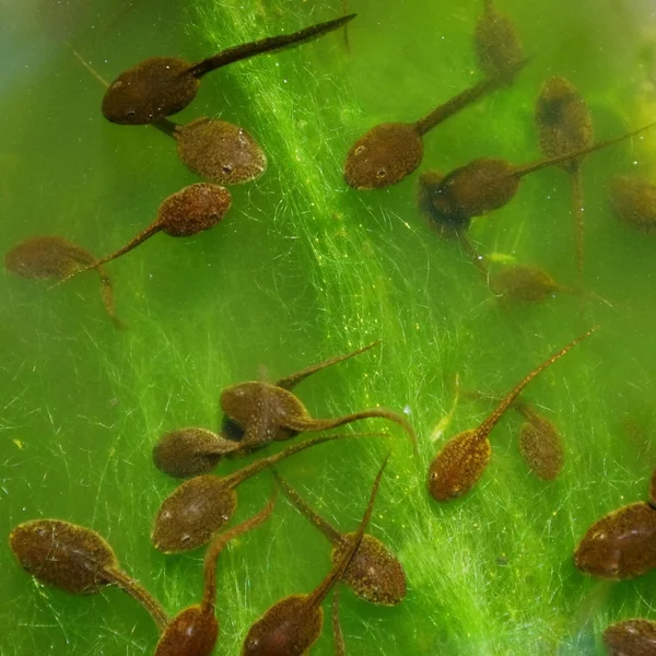 Tadpole e algas — Fotografia de Stock