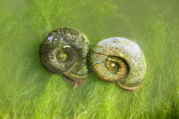 Deux escargots d'eau — Photo