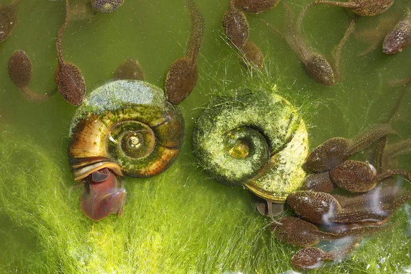 Tadpoles and algae — Stock Photo, Image