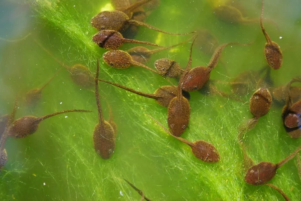 Tadpole e algas — Fotografia de Stock