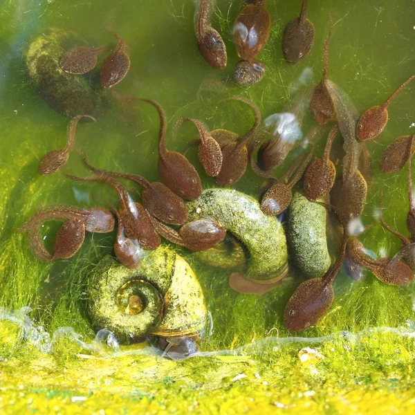オタマジャクシと藻類 — ストック写真