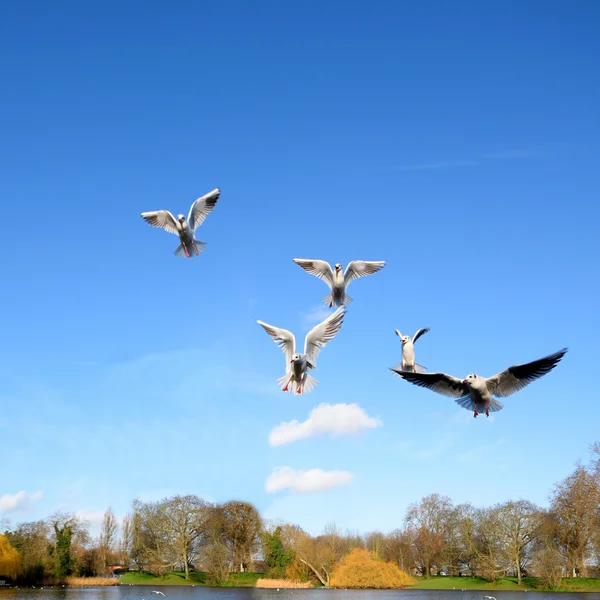 Aves em voo — Fotografia de Stock