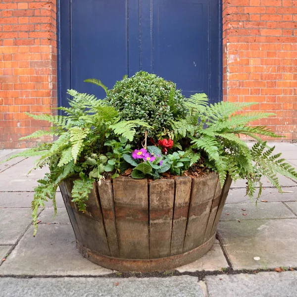 Wooden pot with plants — Stock Photo, Image