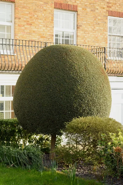 Gehölzschnitt im Garten — Stockfoto