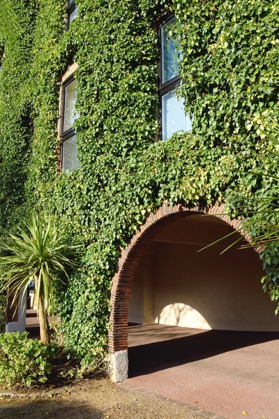 Building covered with ivy — Stock Photo, Image