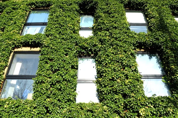 Fenster mit Efeu — Stockfoto