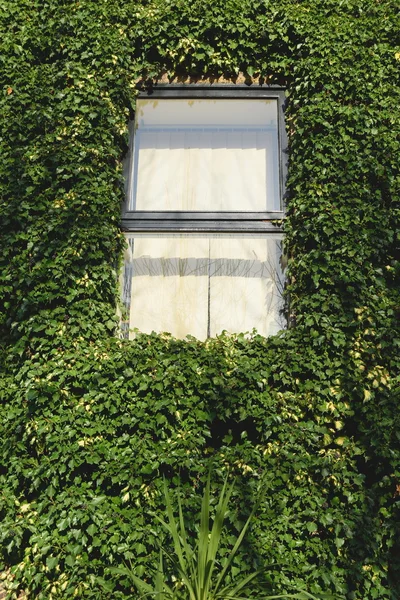 Fönster med murgröna — Stockfoto