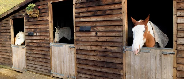 Koně v stodoly — Stock fotografie