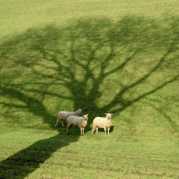 Стадо овец в поле — стоковое фото
