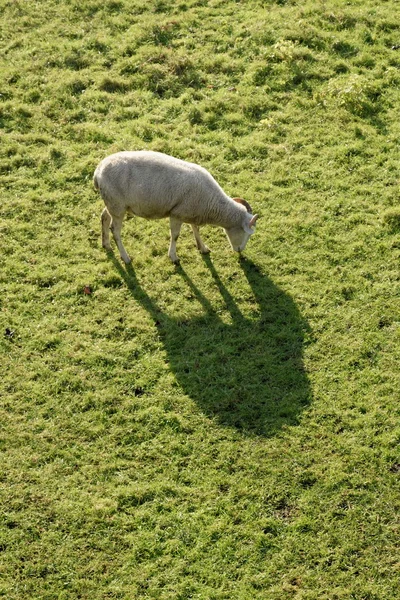 Ovelhas com sombra — Fotografia de Stock