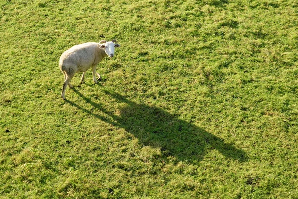 Ovelhas com sombra — Fotografia de Stock