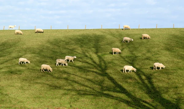 Rebanho de ovelhas no campo — Fotografia de Stock