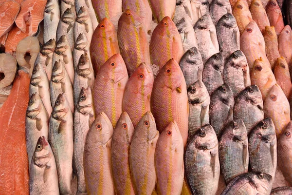 Large group of fish — Stock Photo, Image