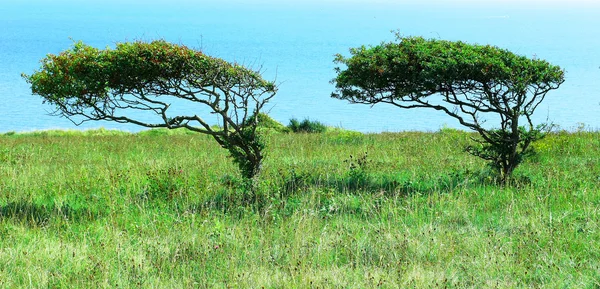 Árboles doblados por el viento —  Fotos de Stock