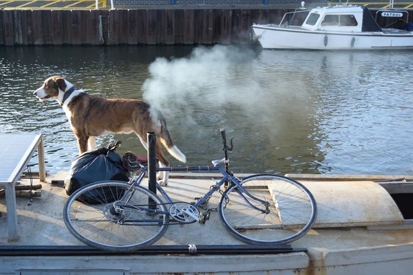 Dog and bicycle — Stock Photo, Image