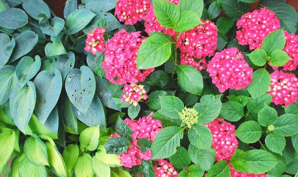 Hydrangea and hosta — Stock Photo, Image