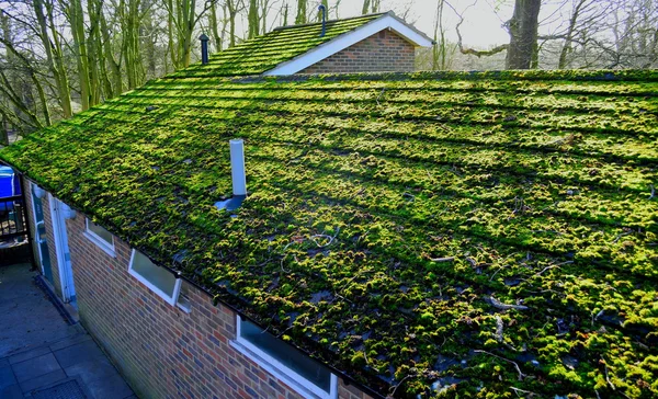 Building covered in moss — Stock Photo, Image