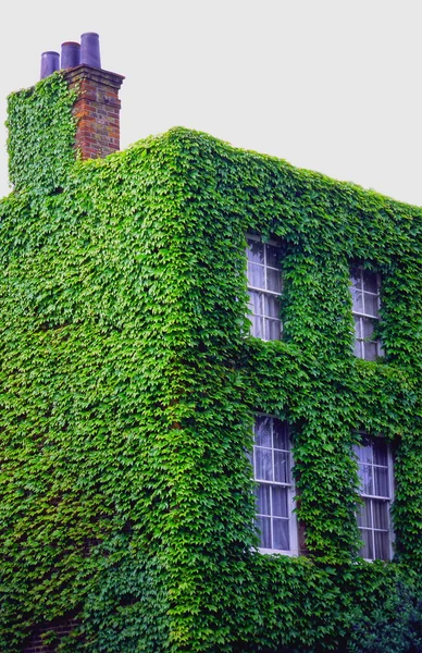 Ivy ile sarılmış evi — Stok fotoğraf