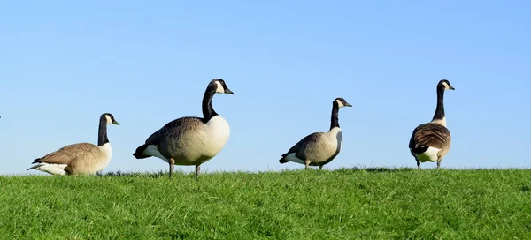 Herde von Kanadagänsen — Stockfoto