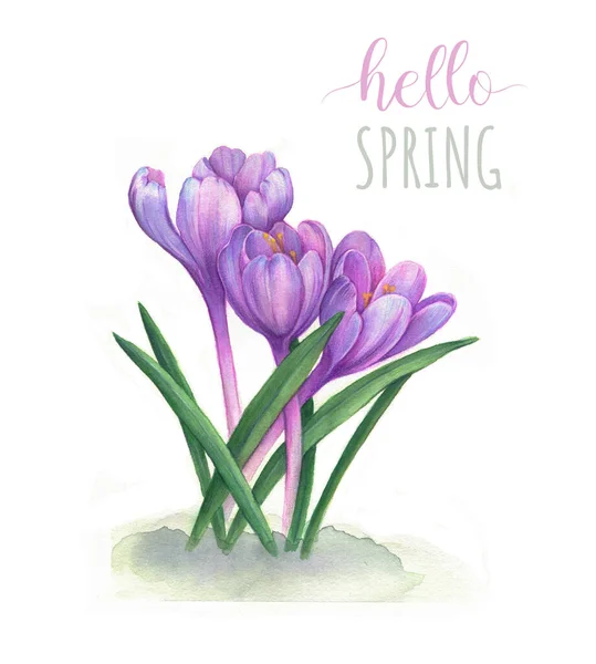 Ciao, Spring. Fiori primaverili bucaneve. — Foto Stock